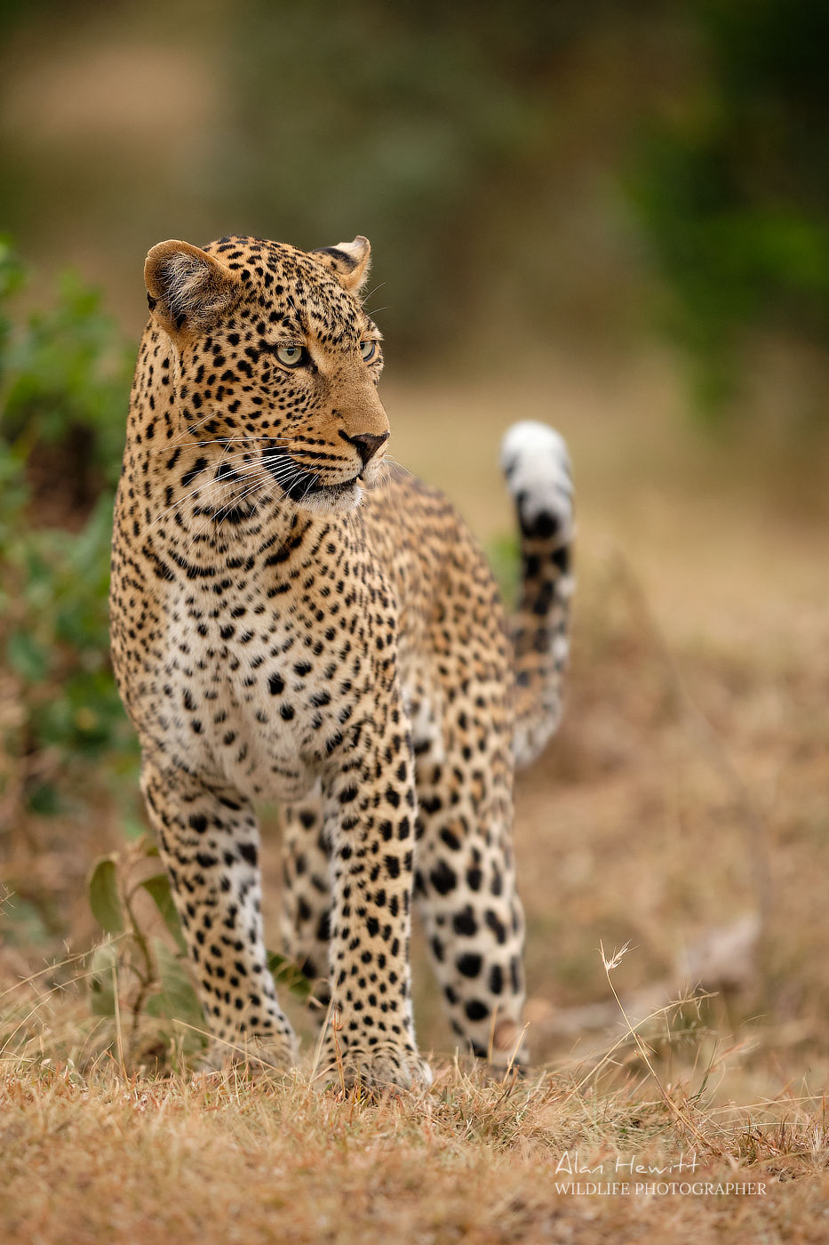 Female Leopard, Ol Choro Conservancy. Photographed with the Fujifilm X-H1 & Fujinon 200mm f/2.