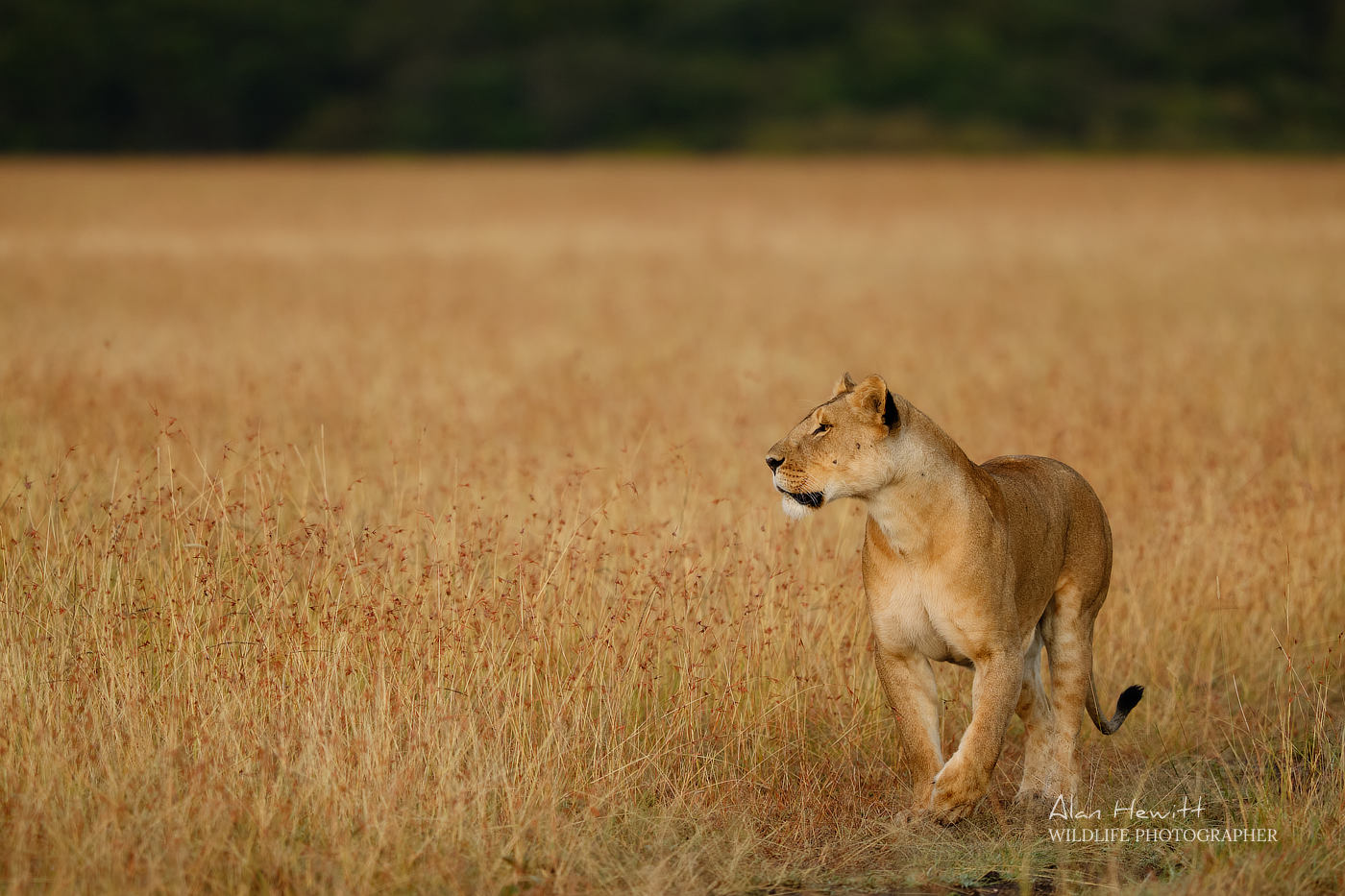 Lioness of the Lemek Pride. Photographed with the Fujifilm X-H1 & Fujinon 200mm f/2 & 1.4x f/2 converter.