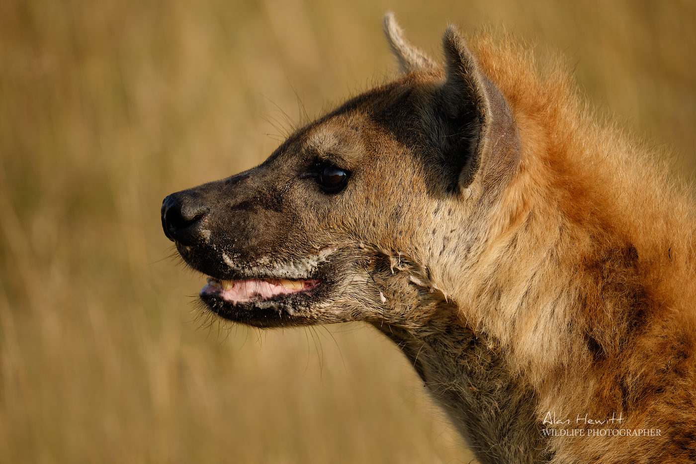 Hyena Alan Hewitt Photography