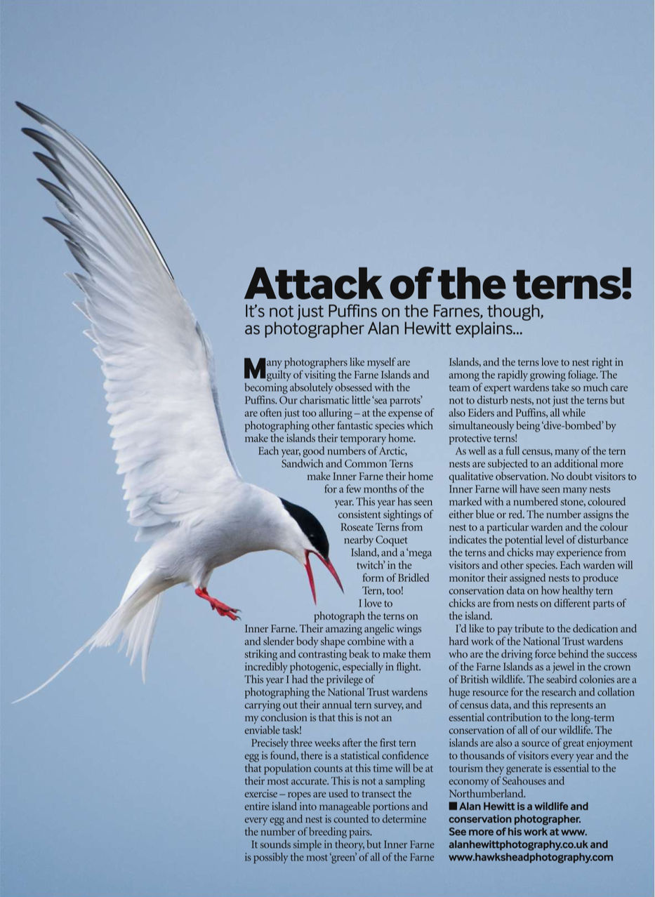 Bird Watching Magazine - Arctic Terns Alan Hewitt Photography