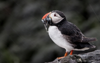 Nature TTL - Farne Islands Puffin Photography: The Galapagos of the North Alan Hewitt Photography