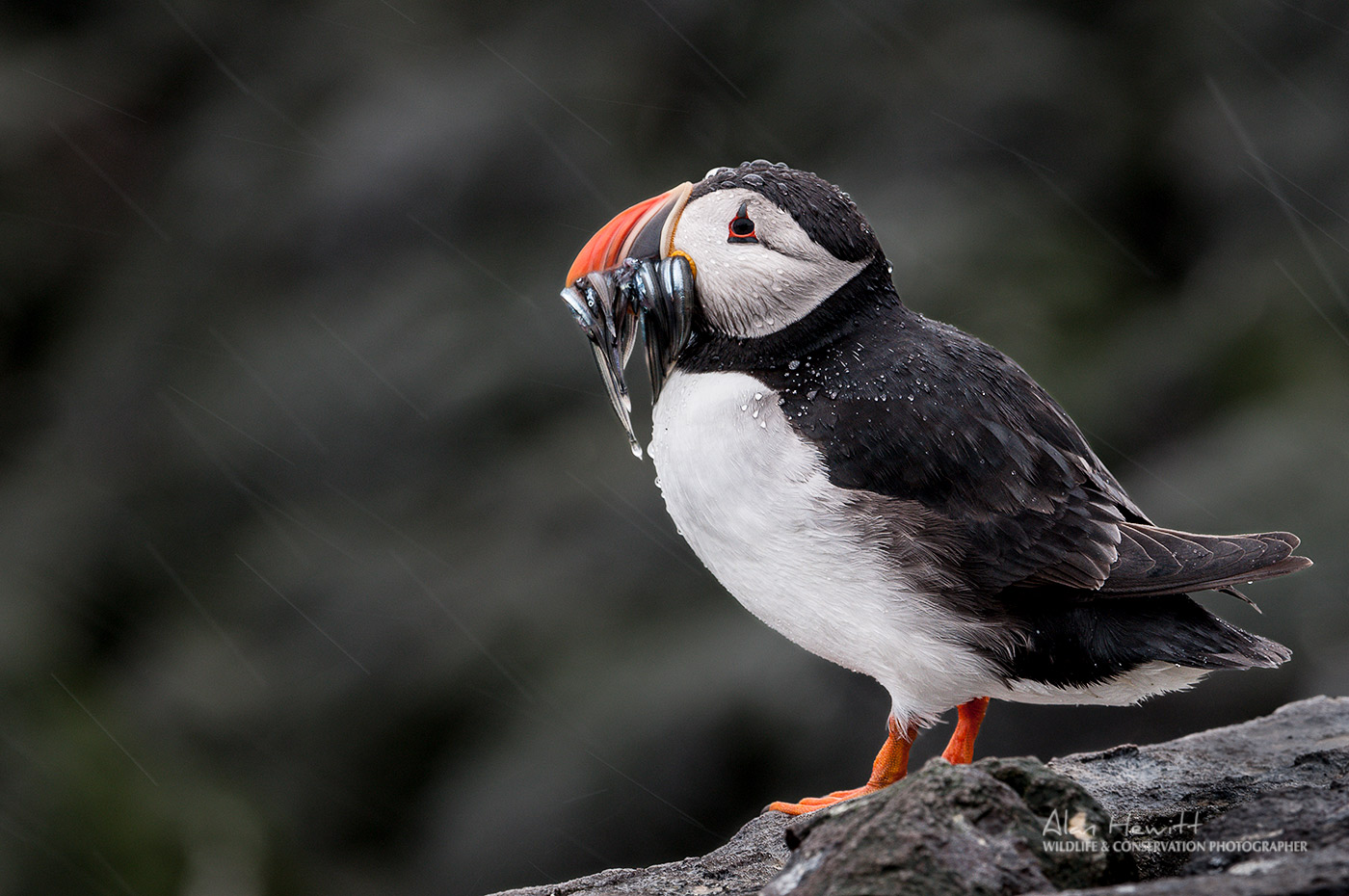 Nature TTL - Farne Islands Puffin Photography: The Galapagos of the North Alan Hewitt Photography