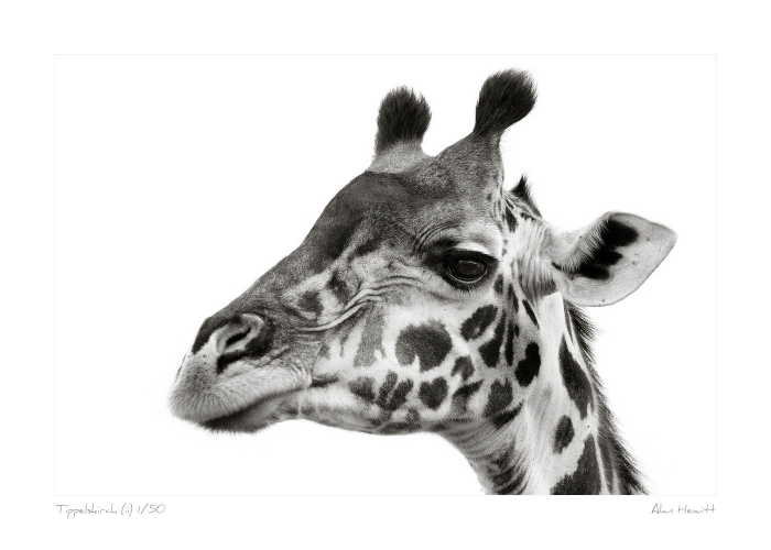 Wildlife Print Tippelskirch (ii) Giraffe Alan Hewitt Photography