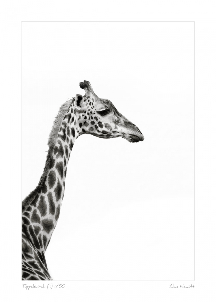 Wildlife Print Tippelskirch (iii) Giraffe Alan Hewitt Photography
