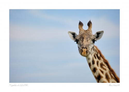 Wildlife Print Tippelskirch (v) Giraffe Alan Hewitt Photography
