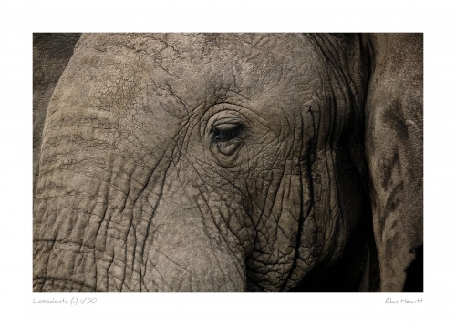Wildlife Print Loxodonta (ii) Elephant Alan Hewitt Photography