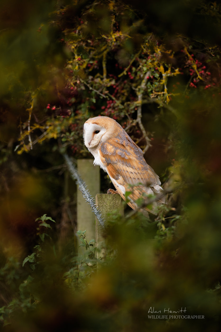 Barn Owl © Alan Hewitt Photography