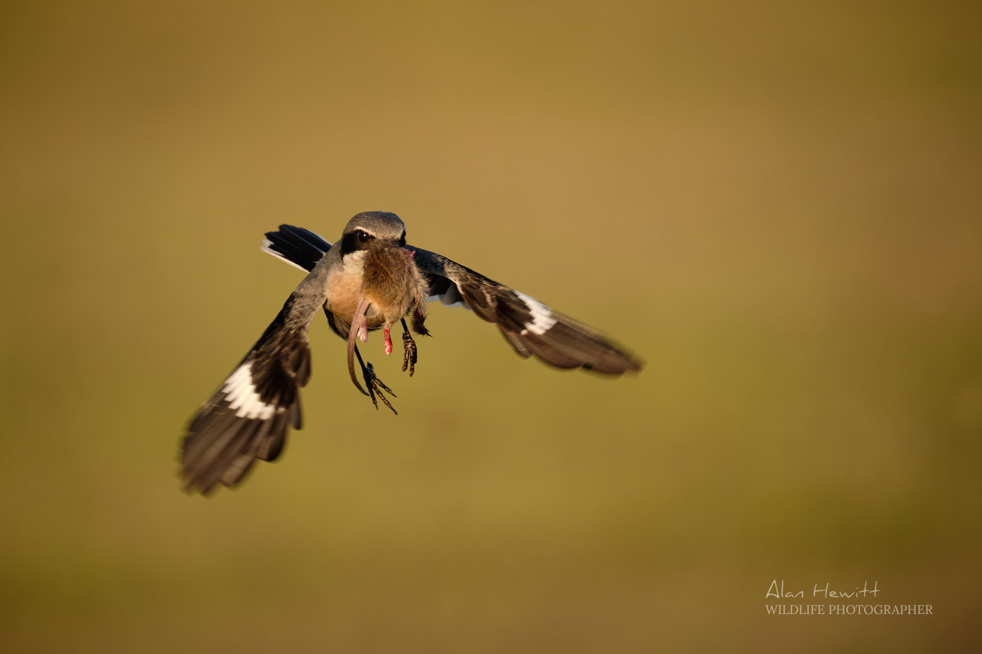 Iberian Shrike & Prey © Alan Hewitt Photography