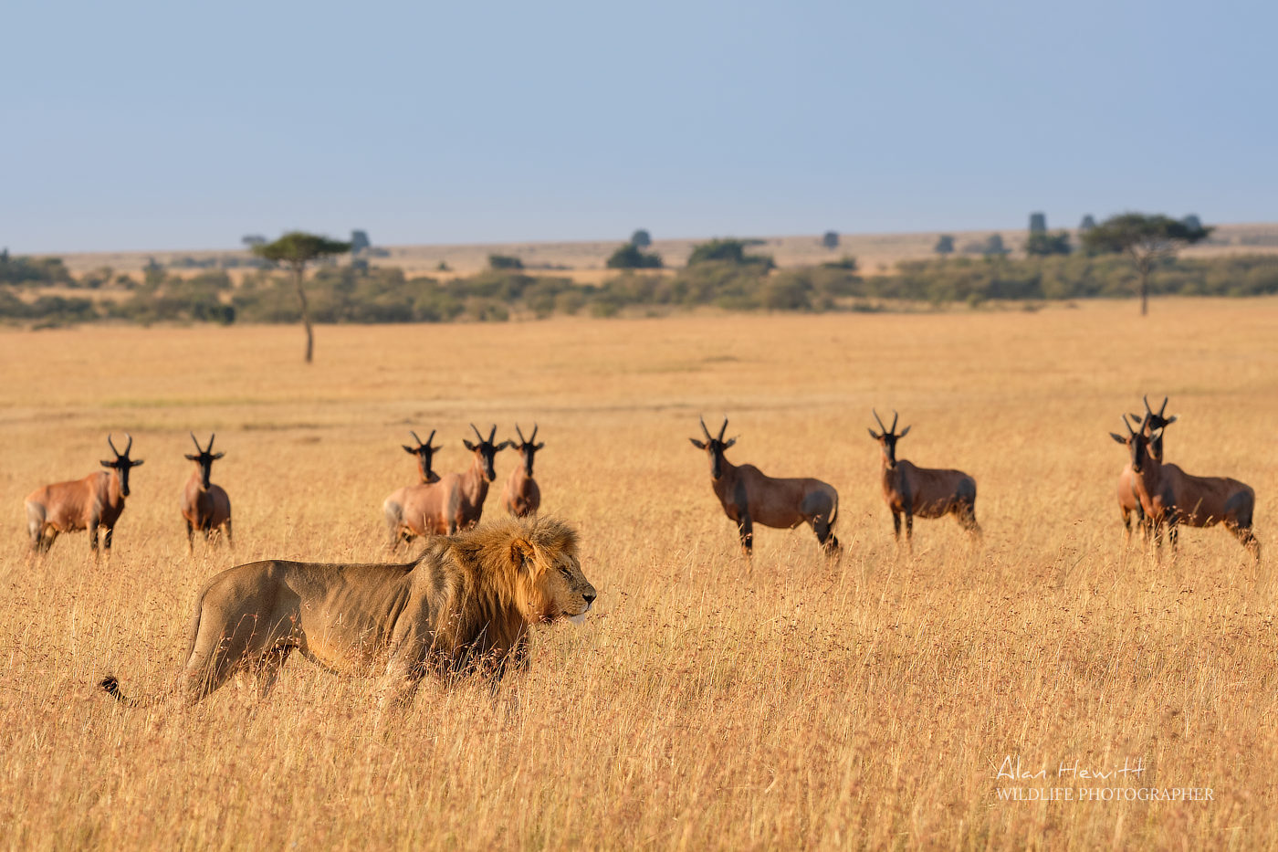 Lion © Alan Hewitt Maasai Mara Wildlife Photography Safari