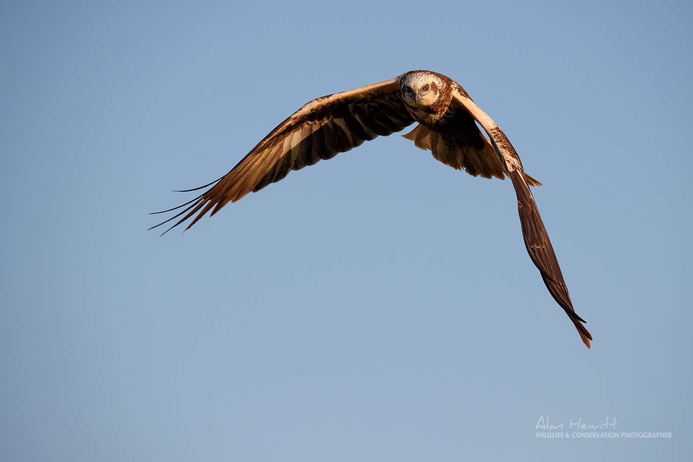 Marsh Harrier © Alan Hewitt Photography