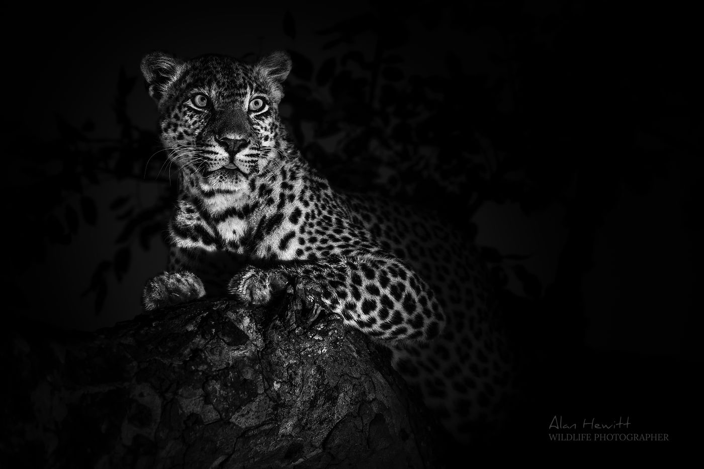 Leopard © Alan Hewitt Photography
