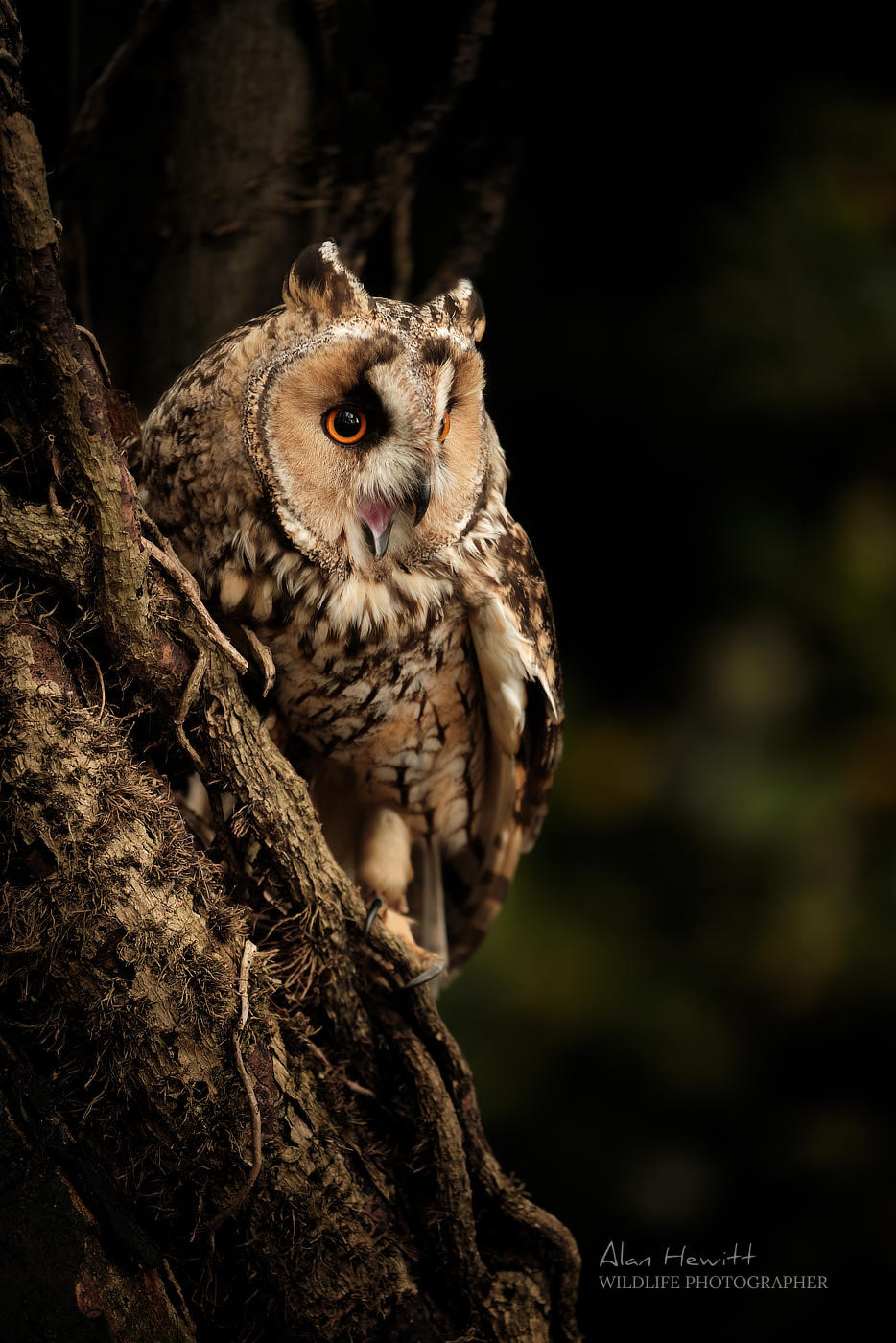 Long-eared Owl © Alan Hewitt Photography