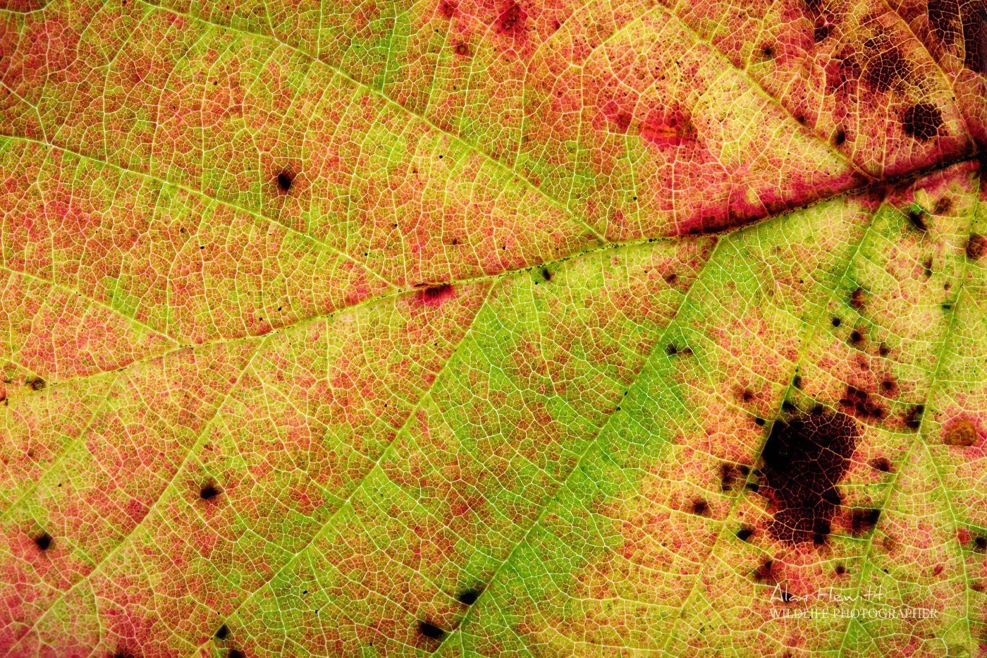 Fujifilm X Story Capturing Macro Autumn Leaves