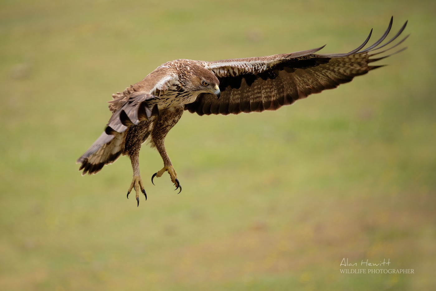 Bonelli's Eagle © Alan Hewitt Photography