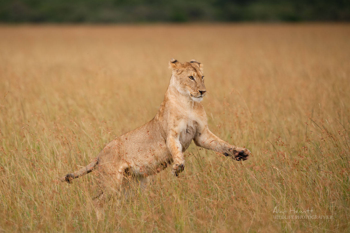 Lioness © Alan Hewitt Photography
