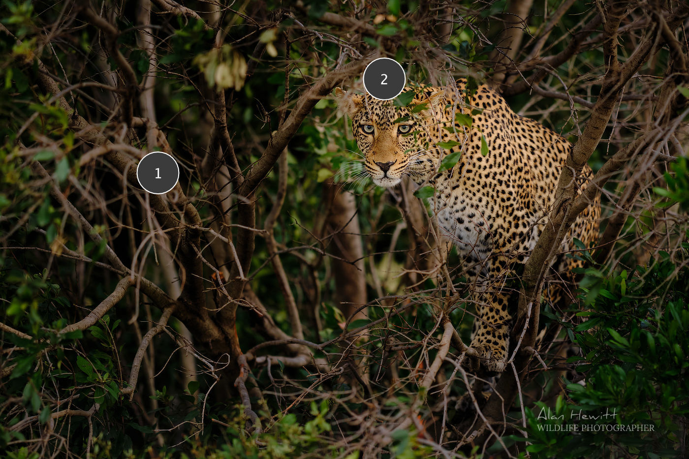 Leopard © Alan Hewitt Photography