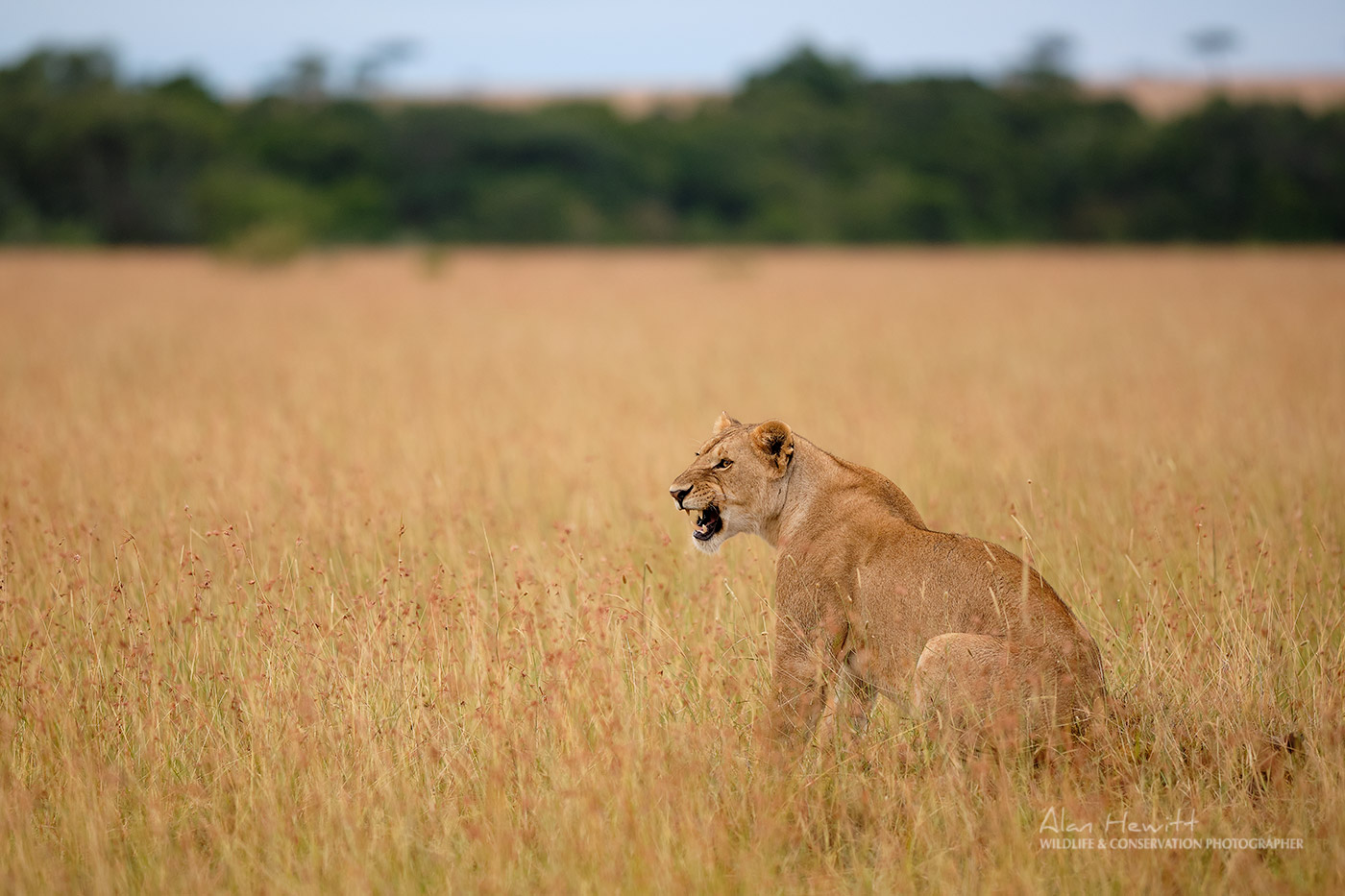 Lioness © Alan Hewitt Photography