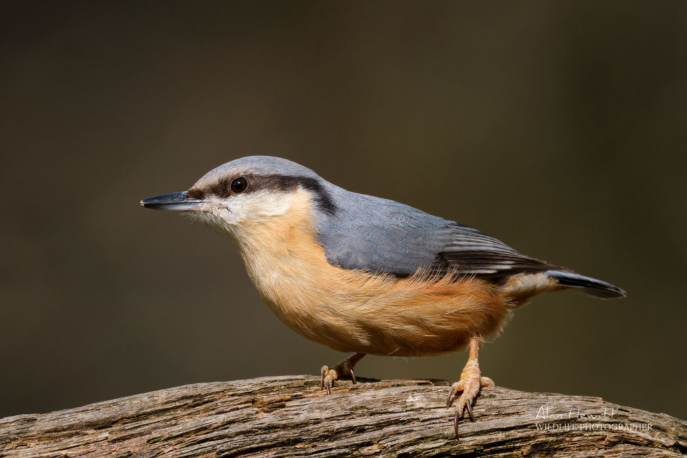 Nuthatch Fujifilm X-H2s and 150-600mm © Alan Hewitt Photography