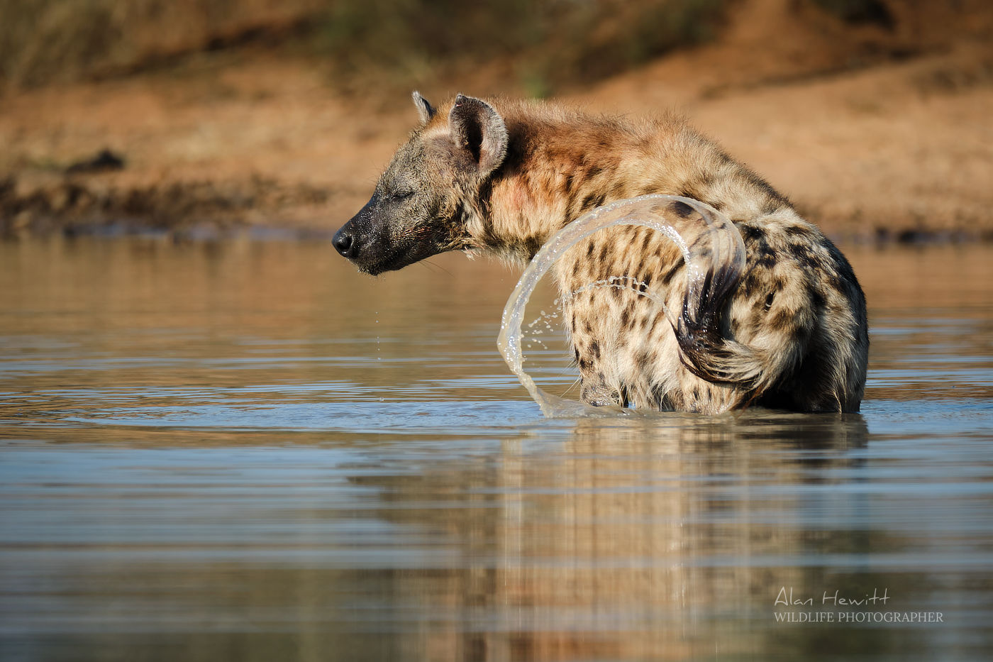 Spotted Hyena © Alan Hewitt Photography