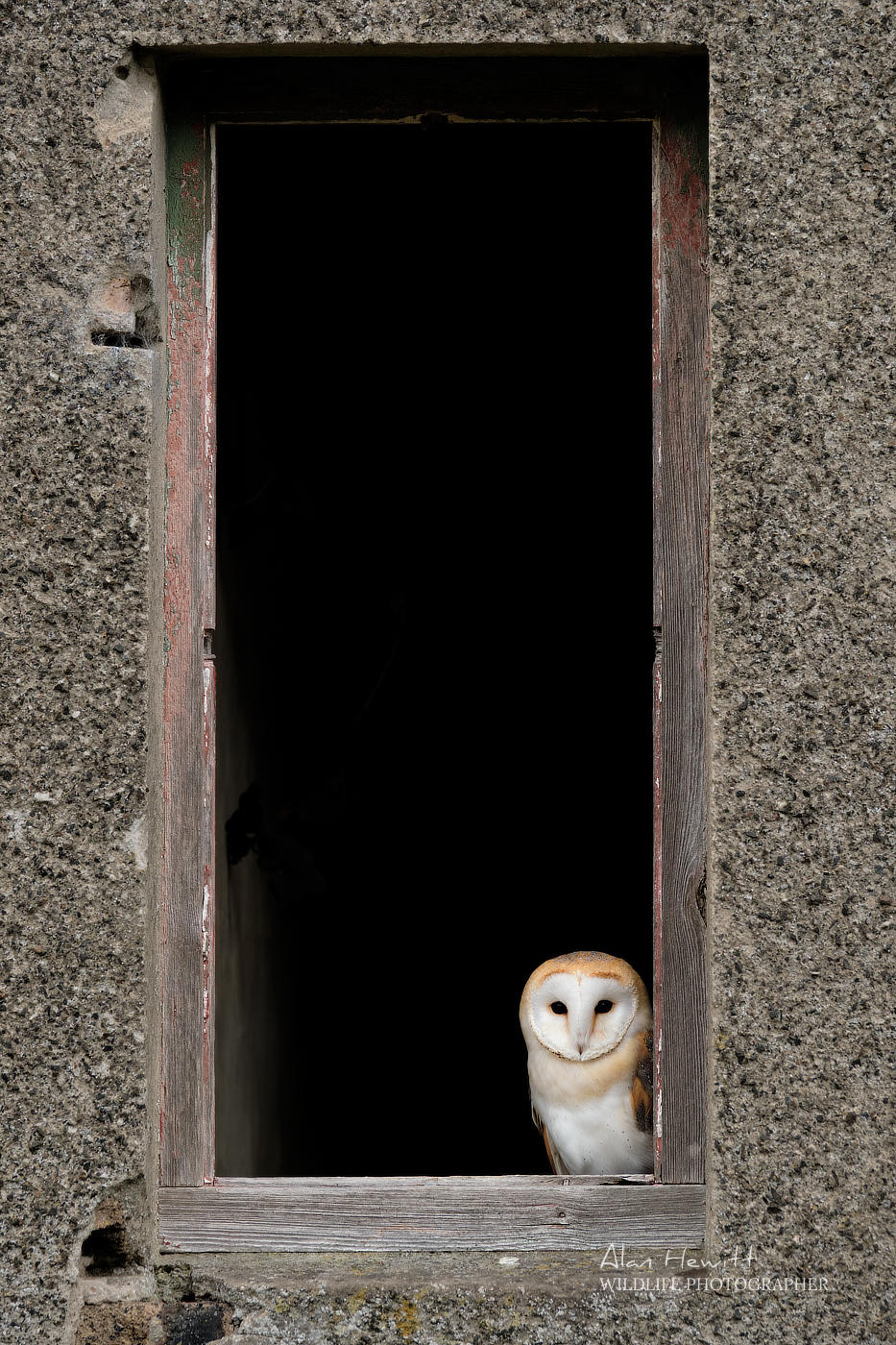 Barn owl © Alan Hewitt Photography