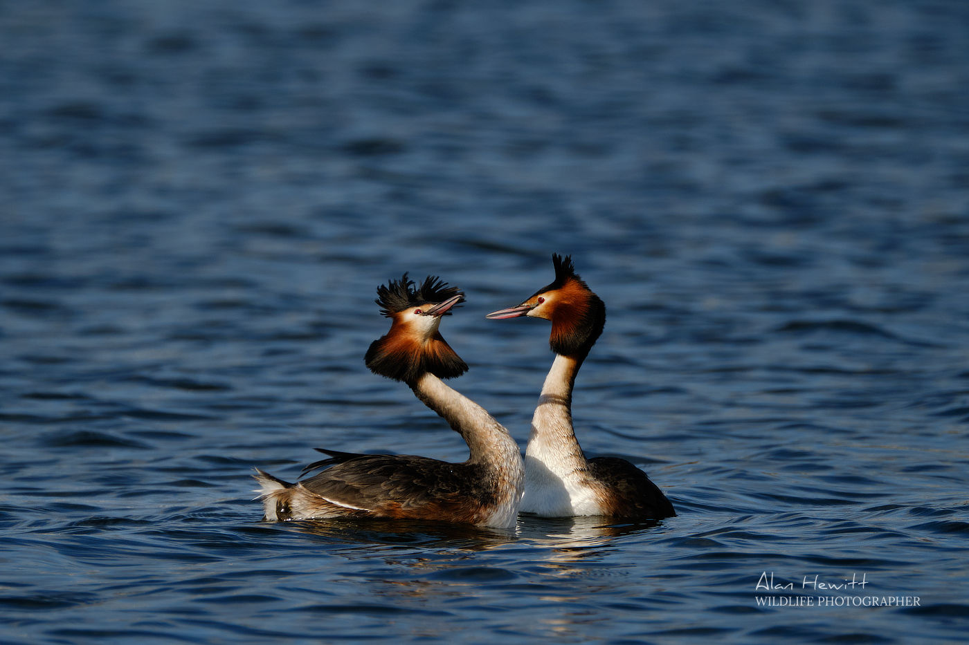 Great crested grebes © Alan Hewitt Photography
