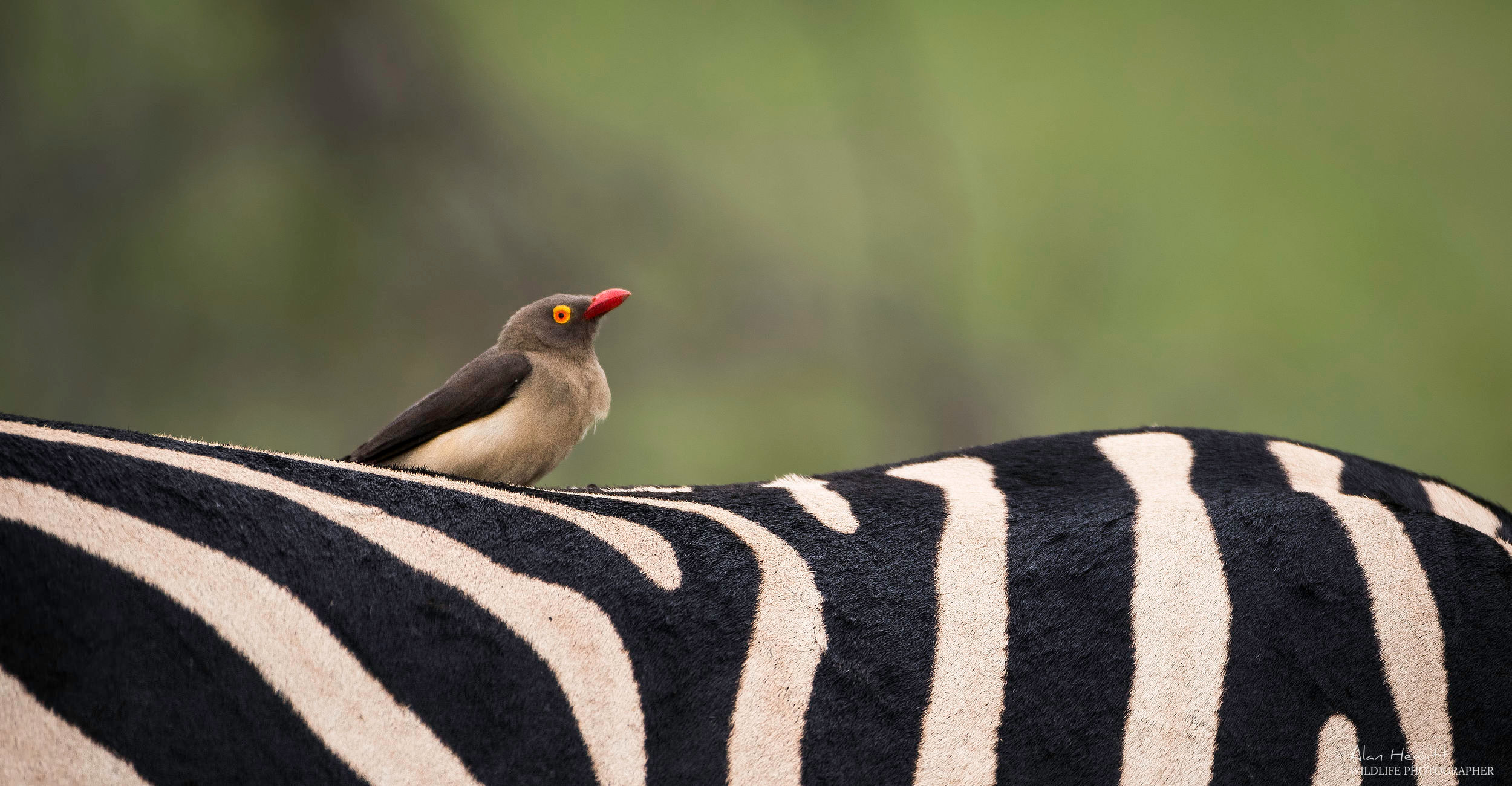 Red-billed oxpecker and zebra © Alan Hewitt Photography