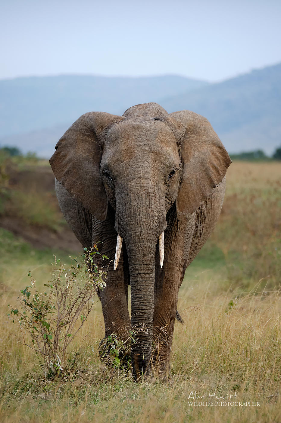 Elephant Maasai Mara Wildlife Photography © Alan Hewitt Photography