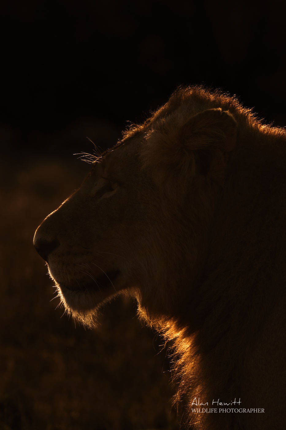 Lion © Alan Hewitt Photography
