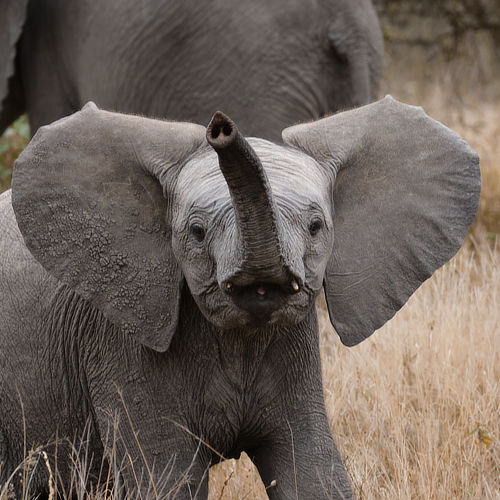 Elephant Kenya Maasai Mara Alan hewitt Photography