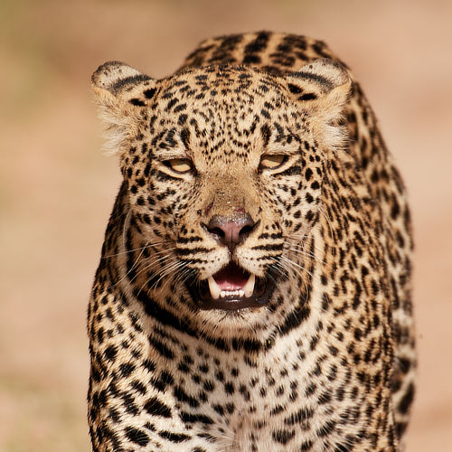 Leopard South Africa Alan Hewitt Photography