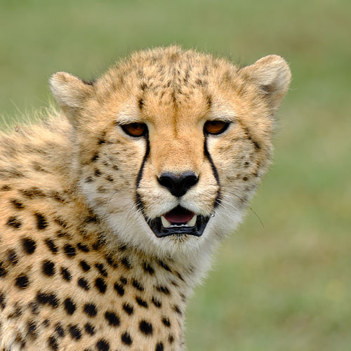 Cheetah Tanzania Alan Hewitt Photography