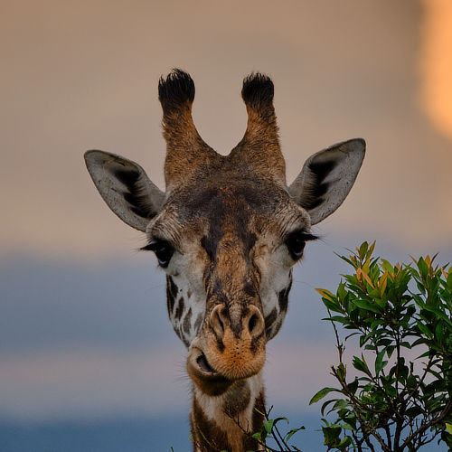 Giraffe © Alan Hewitt Photography