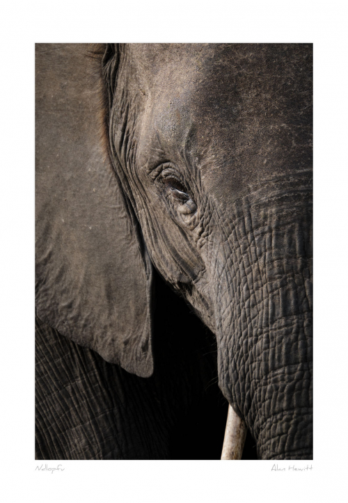 Ndlopfu Elephant Print Alan Hewitt