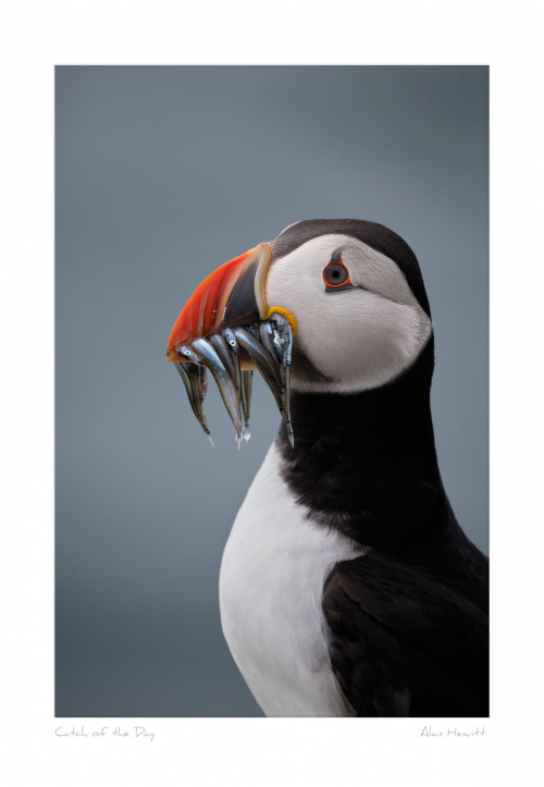 Catch of the Day Puffin Print Alan Hewitt Photography