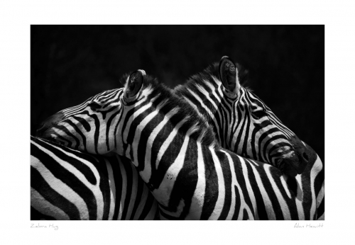 Zebra Hug Alan Hewitt Photography