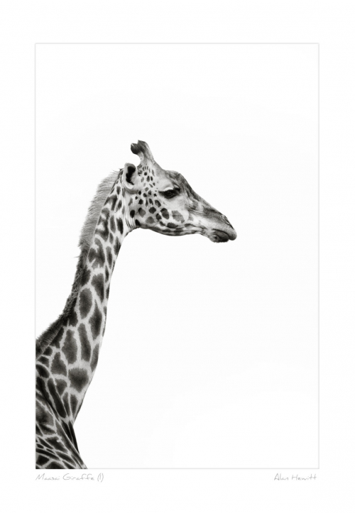 Maasai Giraffe Print Alan Hewitt Photography