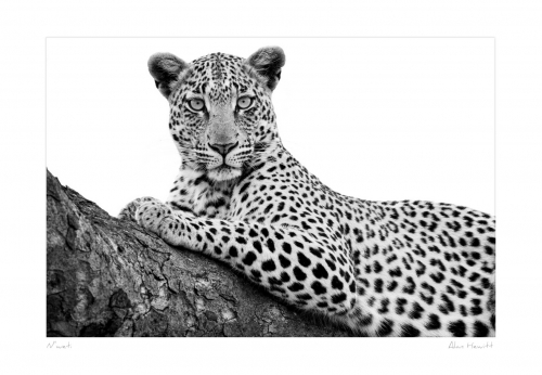 N'weti Leopard Print Alan Hewitt