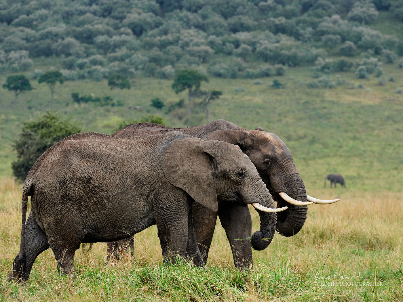 Elephants, Fujifilm GFX100S - © Alan Hewitt Photography