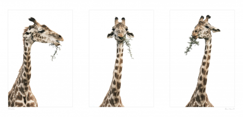 Stretch Giraffe Print Alan Hewitt