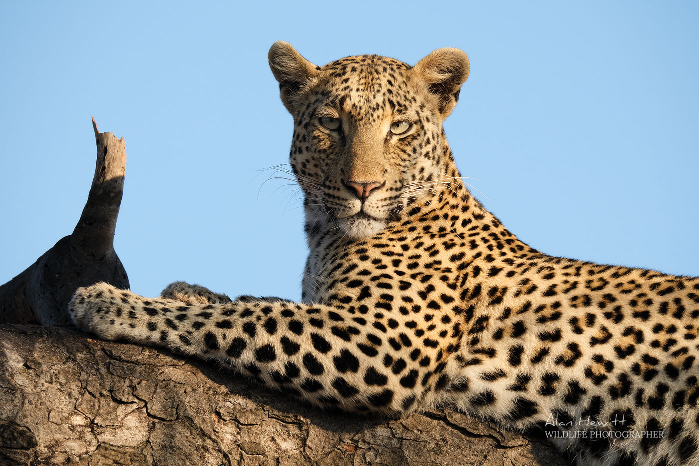 Timbavati Leopard © Alan Hewitt Photography