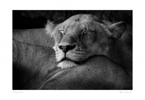 Mayambula Lioness Print Alan Hewitt