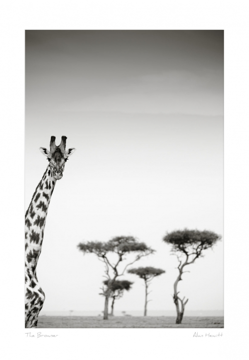 The Browser Giraffe Print Alan Hewitt Photography