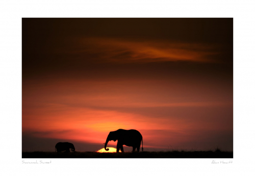 Savannah Sunset Elephant Print Alan Hewitt Photography