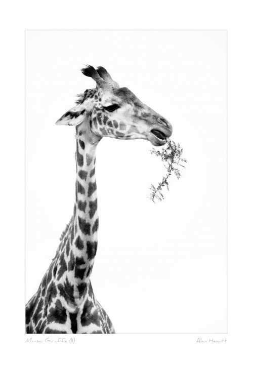 Maasai Giraffe (II) Print Alan Hewitt Photography