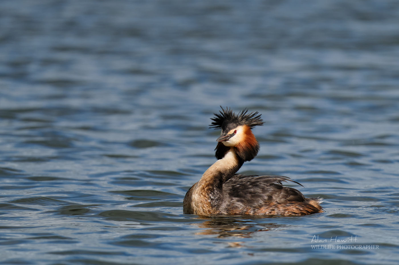 Great Crested Grebe. Airhed Trinity on Alana Monopod