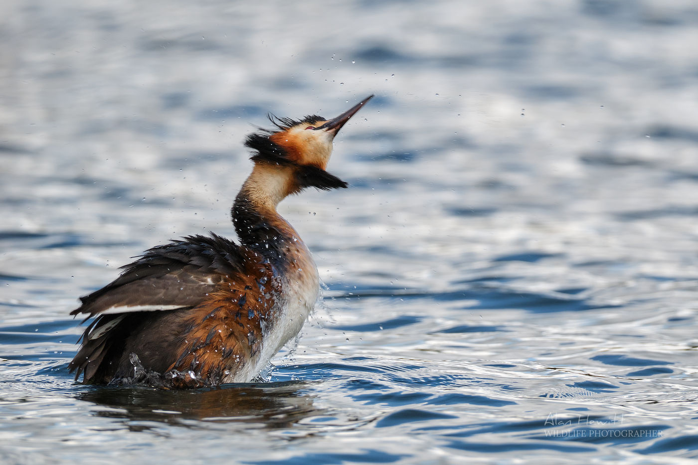 Great Crested Grebe. Airhed Trinity on Alana Monopod