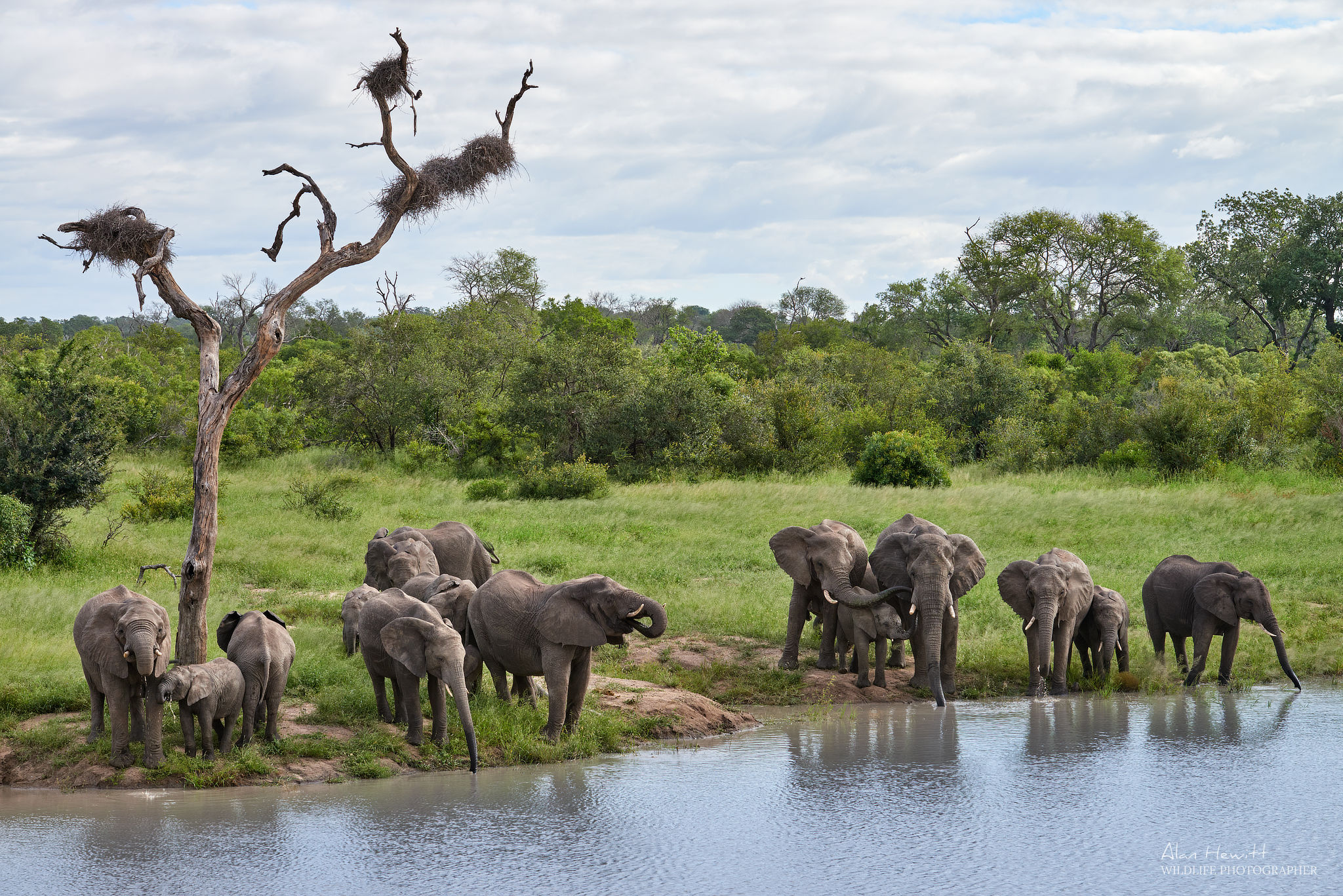 Elephants drinking, Sabi Sands, Greater Kruger