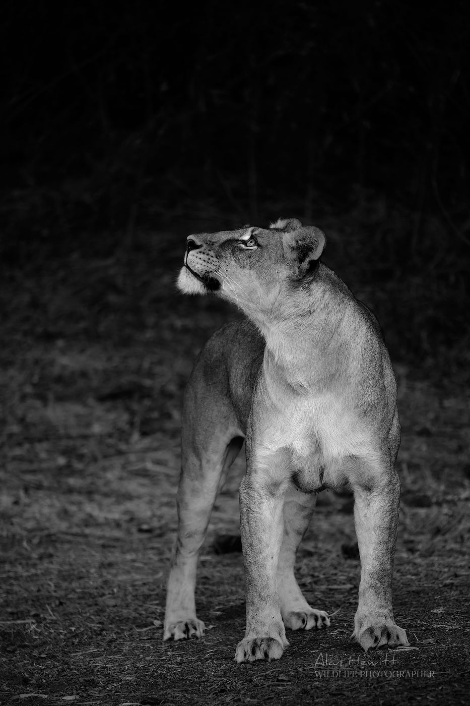 Lioness, Tuli Block © Alan Hewitt Photography