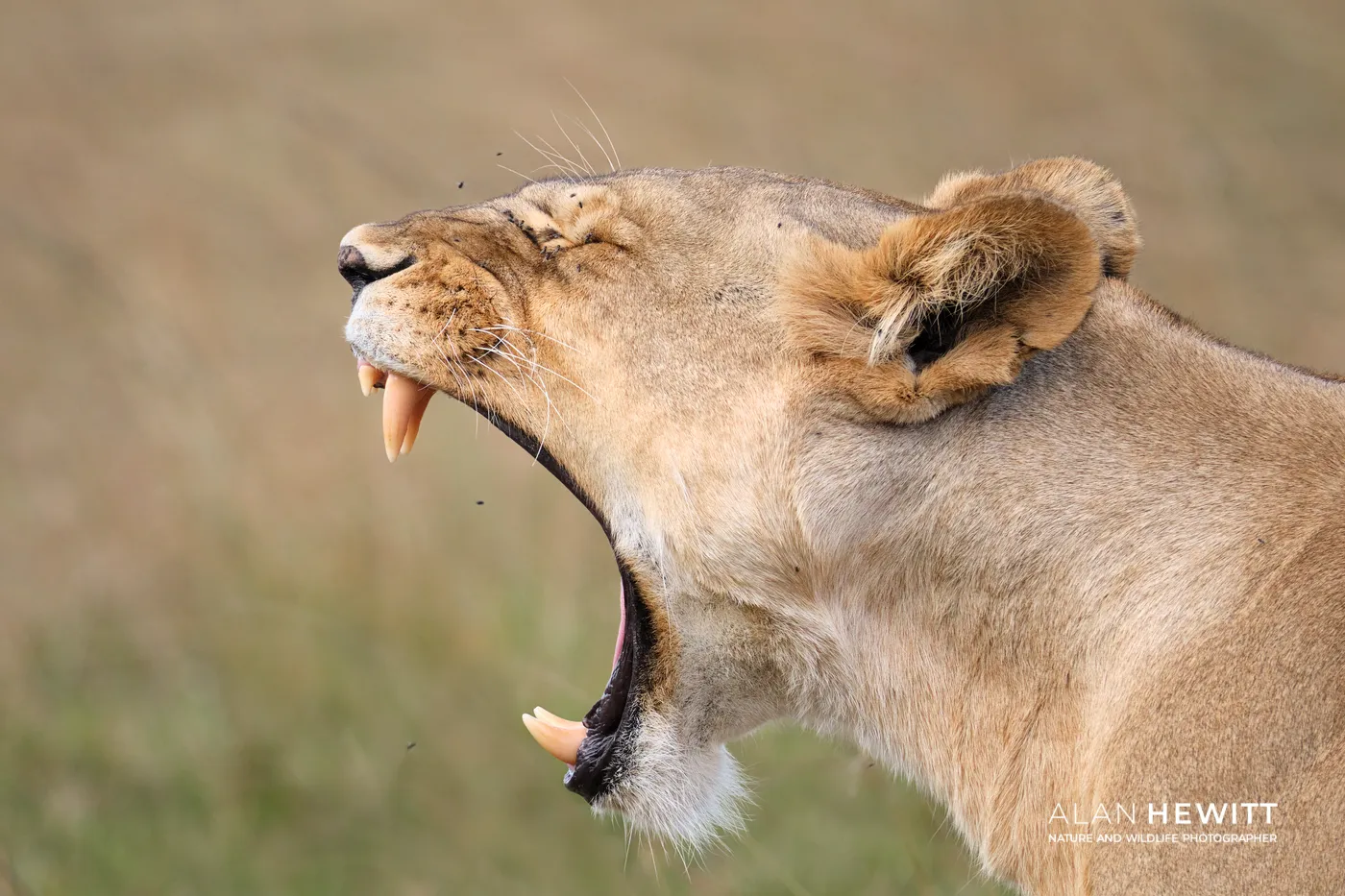 Lioness, fieldcraft will tell us when a lioness will yawn - we just need to be able to keep our camera and lens in place for the moment.