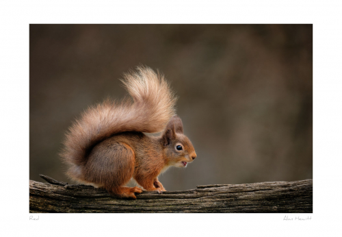 Red Squirrel Print Alan Hewitt Photography